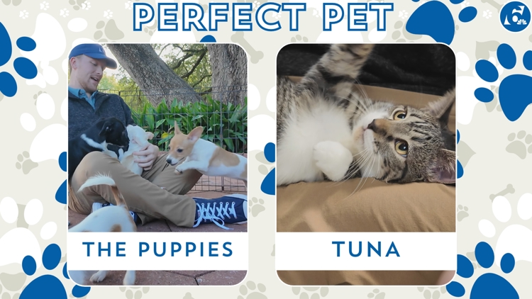 Perfect Pet: Meet the Puppies and Tuna! — Killeen Community news
