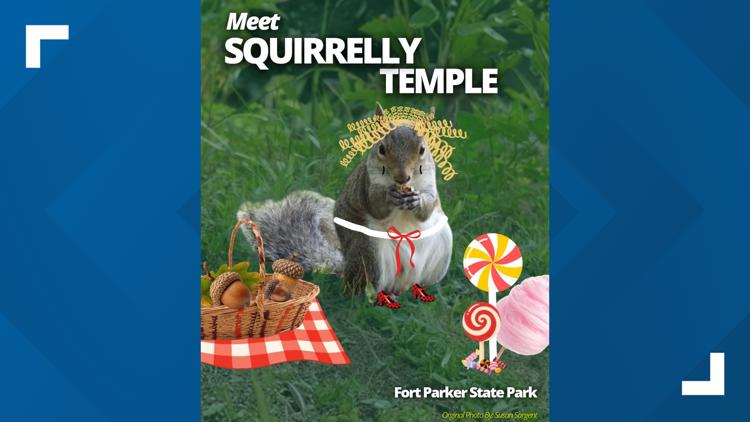 Central Texas squirrel advances to finals of Fat Squirrel Week contest — KCEN (Central Texas), Killeen Community news