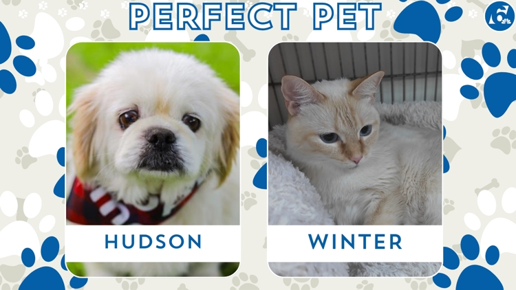 Perfect Pet: Meet Hudson and Winter! — KCEN (Central Texas), Killeen Community news