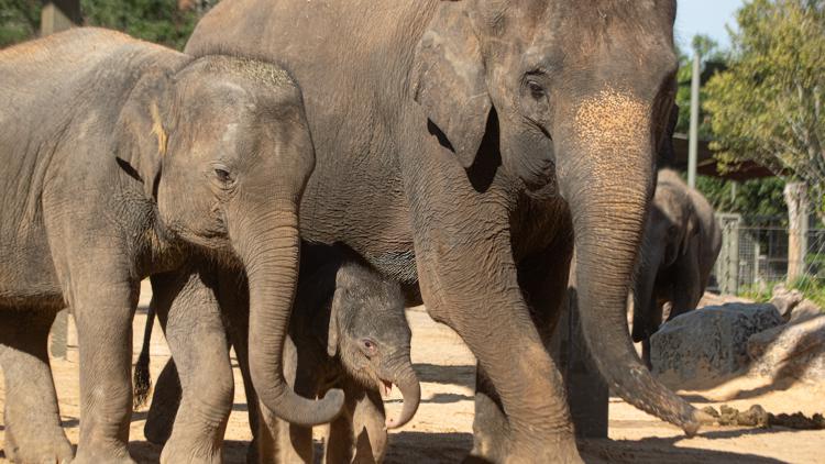Houston Zoo makes emotional announcement involving Kirby and two other beloved elephants — KCEN (Central Texas), Killeen Community news